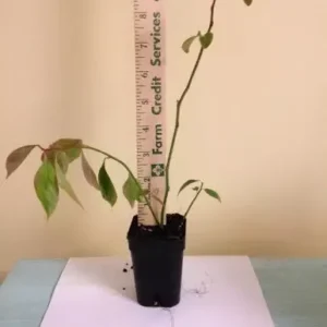 Itea Henry's Garnet Sweetspire Plant 6-12 Inch Qt. Pot