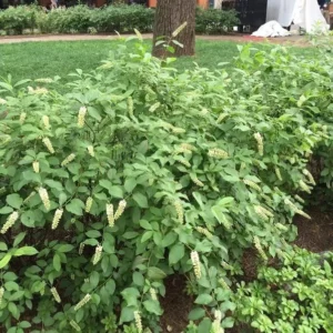 Itea Henry's Garnet Sweetspire Plant 6-12 Inch Qt. Pot