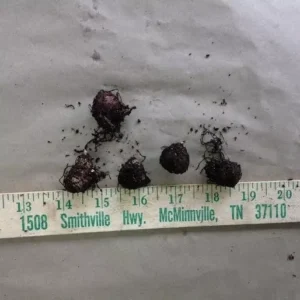 Jack-In-The-Pulpit Bulbs - 5 Indian Turnip Arisaema Triphyllum Rhizomes