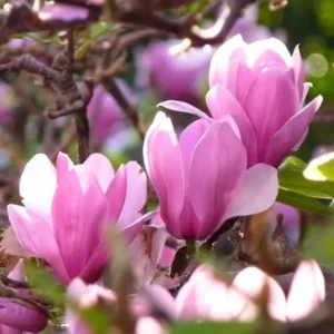 Jane Magnolia Bush Live Plant 6-12 Inch - Purple Red Magnolia Tree
