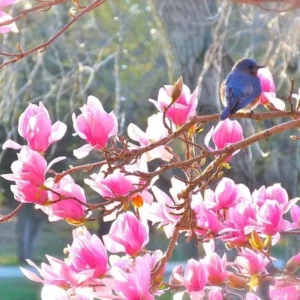 Jane Magnolia Bush Live Plant 6-12 Inch - Purple Red Magnolia Tree