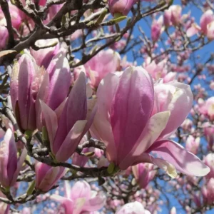 Jane Magnolia Shrub/Tree - 2.5" Pot, 6-12 Inch Flowering Magnolia