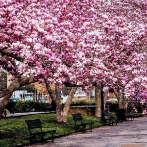 Jane Magnolia Shrub/Tree - 2.5