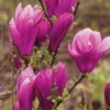 Jane Magnolia Tree Gallon Pot Shrub - Flowering Magnolia Tree