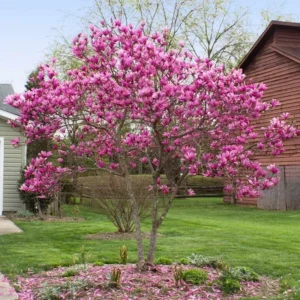 Jane Magnolia Tree Gallon Pot Shrub - Flowering Magnolia Tree