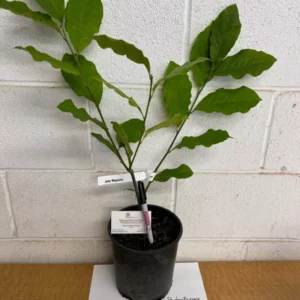 Jane Magnolia Tree Gallon Pot Shrub - Flowering Magnolia Tree