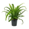 Japanese Bird's Nest Fern - 2.5 inch Potted Asplenium Houseplant
