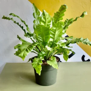 Japanese Bird's Nest Fern - 2.5 inch Potted Asplenium Houseplant