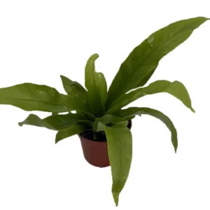 Japanese Bird's Nest Fern - 2.5 inch Potted Asplenium Houseplant