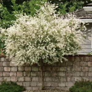Japanese Dappled Nishiki Willow Shrub/Tree - 1 Quart Pot - Variegated Foliage