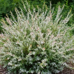Japanese Dappled Nishiki Willow Shrub/Tree - 1 Quart Pot - Variegated Foliage