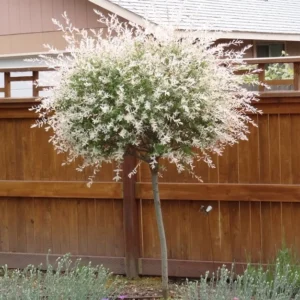 Japanese Dappled Nishiki Willow Shrub/Tree - 1 Quart Pot - Variegated Foliage