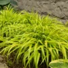 Japanese Forest Grass All Gold - Hakonechloa Macra - Golden Ornamental Grass Plant