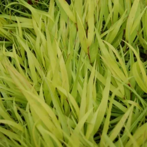 Japanese Forest Grass All Gold - Hakonechloa Macra - Golden Ornamental Grass Plant