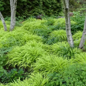 Japanese Forest Grass All Gold - Hakonechloa Macra - Golden Ornamental Grass Plant