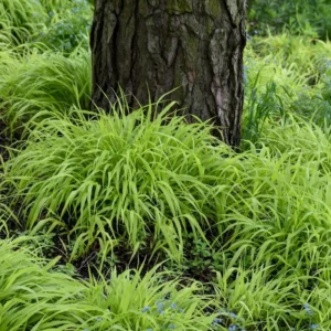 Japanese Forest Grass All Gold - Hakonechloa Macra - Golden Ornamental Grass Plant