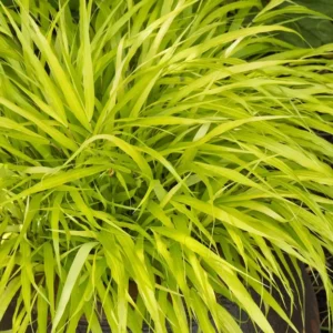 Japanese Forest Grass All Gold - Hakonechloa Macra - Golden Ornamental Grass Plant