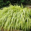 Japanese Forest Grass Hakonechloa Macra Aureola Golden Variegated Plant