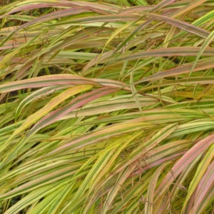 Japanese Forest Grass Hakonechloa Macra Aureola Golden Variegated Plant