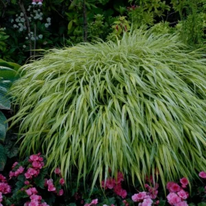 Japanese Forest Grass Hakonechloa Macra Aureola Golden Variegated Plant