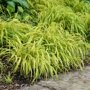 Japanese Forest Grass Hakonechloa Macra Aureola Golden Variegated Plant
