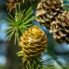 Japanese Larch Tree Plants - 3 Larix Kaempferi - Bonsai Landscape - 5-10 Inches