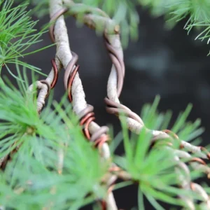 Japanese Larch Tree Plants - 3 Larix Kaempferi - Bonsai Landscape - 5-10 Inches