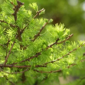 Japanese Larch Tree Plants - 3 Larix Kaempferi - Bonsai Landscape - 5-10 Inches