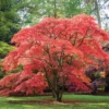Japanese Maple Crimson Queen Live Plant Weeping Red Deciduous Tree