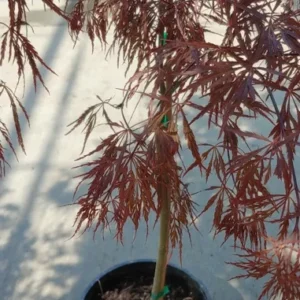 Japanese Maple Crimson Queen Live Plant Weeping Red Deciduous Tree