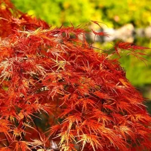 Japanese Maple Crimson Queen Live Plant Weeping Red Deciduous Tree