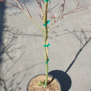 Japanese Maple Crimson Queen Live Plant Weeping Red Deciduous Tree