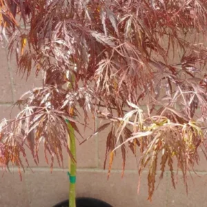 Japanese Maple Crimson Queen Live Plant Weeping Red Deciduous Tree