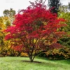 Japanese Maple Viridis Live Plant - Weeping Green and Yellow Tree - Acer Palmatum