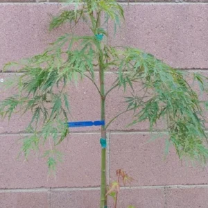 Japanese Maple Viridis Live Plant - Weeping Green and Yellow Tree - Acer Palmatum