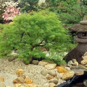 Japanese Maple Viridis Live Plant - Weeping Green and Yellow Tree - Acer Palmatum