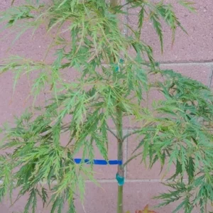 Japanese Maple Viridis Live Plant - Weeping Green and Yellow Tree - Acer Palmatum