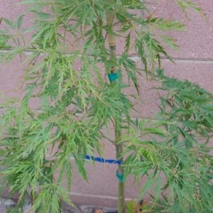 Japanese Maple Viridis Live Plant - Weeping Green and Yellow Tree - Acer Palmatum