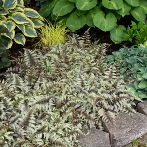 Japanese Painted Fern Athyrium Niponicum 'Pictum' Plant - 5.25 Inch Pot - Blue/Silver Foliage