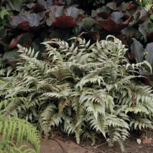 Japanese Painted Fern Athyrium Niponicum 'Pictum' Plant - 5.25 Inch Pot - Blue/Silver Foliage