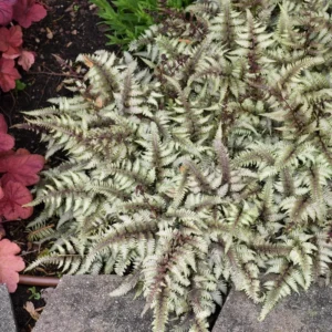 Japanese Painted Fern Athyrium Niponicum 'Pictum' Plant - 5.25 Inch Pot - Blue/Silver Foliage