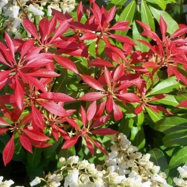 Japanese Pieris Mountain Fire Live Plant Evergreen Shrub Outdoor Garden