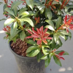 Japanese Pieris Mountain Fire Live Plant Evergreen Shrub Outdoor Garden