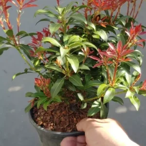 Japanese Pieris Mountain Fire Live Plant Evergreen Shrub Outdoor Garden