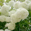 Japanese Snowball Plant 3-Pack Viburnum Plicatum Deciduous Tree 12 to 24in Tall