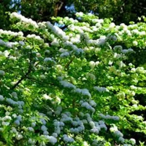 Japanese Snowball Plant 3-Pack Viburnum Plicatum Deciduous Tree 12 to 24in Tall