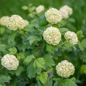 Japanese Snowball Plant 3-Pack Viburnum Plicatum Deciduous Tree 12 to 24in Tall