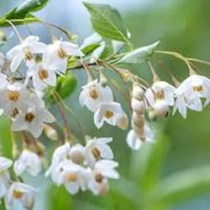 Japanese Snowball Plant 3-Pack Viburnum Plicatum Deciduous Tree 12 to 24in Tall