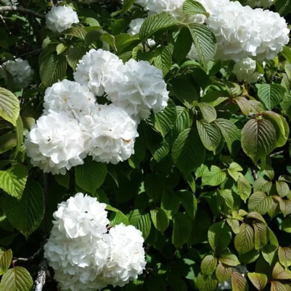 Japanese Snowball Seedlings Viburnum Plicatum - Set of 2 Bare Root Shrubs 8-12 inch