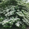 Japanese Snowball Viburnum Plant - 2.5 Inch Pot - Hardy Shrub
